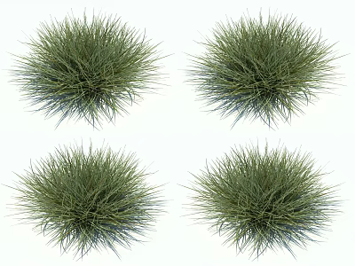 Green Ornamental Grasses With Lush Dense Foliage For Garden Landscaping And Decorative Use 3d model