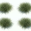 Green Ornamental Grasses With Lush Dense Foliage For Garden Landscaping And Decorative Use