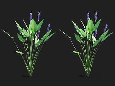 Aquatic Plants With Green Broad Leaves And Purple Flower Spikes 3d model