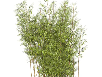 Tall Green Bamboo Plants With Lush Leaves And Slender Stems 3d model