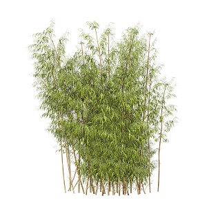 Modern bamboo 3d model