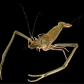 Freshwater Shrimp With Long Antennae And Detailed Body Structure Isolated On Black Background