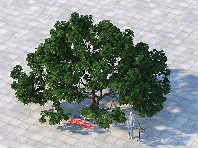 Outdoor Arbor Tree With Lush Green Foliage And Strong Trunk On Paved Square 3d model
