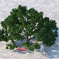 Outdoor Arbor Tree With Lush Green Foliage And Strong Trunk On Paved Square