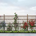 Vibrant Plant Combination with Climbing Vines on Wooden Lattice Fence and Low Green Plants