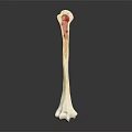 Long Bone Anatomical Model Showing Internal Structure And Red Marrow 3d model