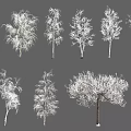 Arbor Trees Of Various Types Showing Distinct Trunk Shapes And Branch Structures