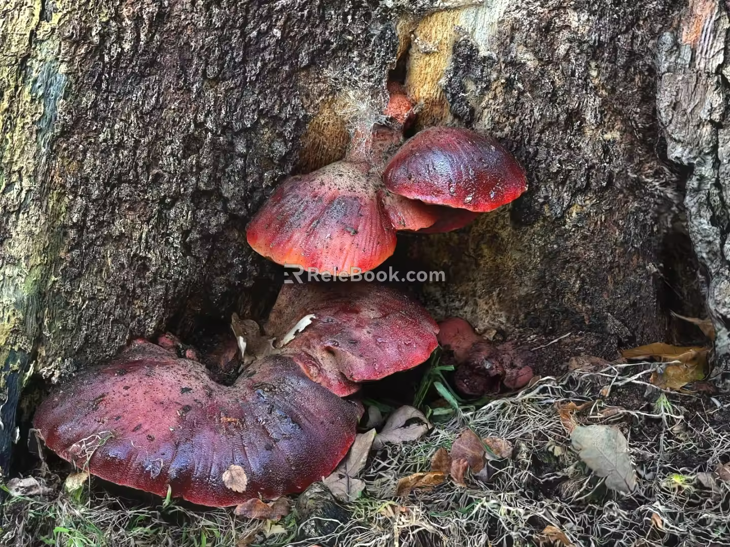 Steak Mushroom Steak Mushroom Beef Tongue Mushroom 3d model