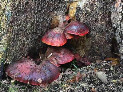 Fresh Wild Red Mushrooms Growing on Ancient Tree Stump with Fallen Leaves in Forest 3d model