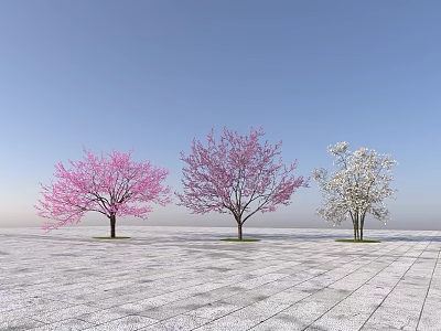 Three Flowering Trees with Pink Deep Pink White Blossoms on Paved Ground Under Blue Sky 3d model