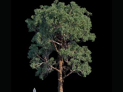 Tall Arbor With Lush Green Foliage And Thick Trunk In Natural Environment 3d model