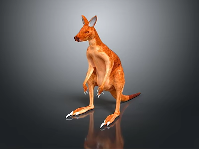 Standing Orange Brown Kangaroo With Claws Tail And Gray Background Reflection 3d model