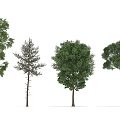 landscape tree 3d model