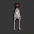 Brown And White Spotted Dog With Short Hair Standing On Dark Background
