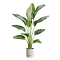 Three Potted Green Plants With Large Leaves In White Pots For Home Decor