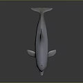 Leaping Dolphin 3D Model With Light Gray Color Dark Background And Reflection 3d model