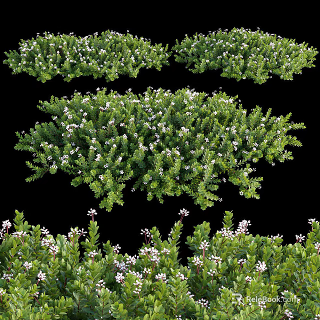 Lush Green Shrubs Featuring White Flowers And Dense Foliage In Garden 3d model 