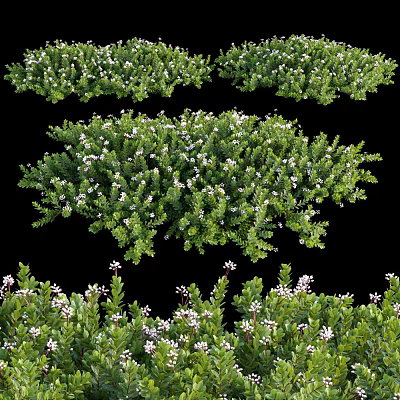 Lush Green Shrubs Featuring White Flowers And Dense Foliage In Garden 3d model
