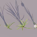 Showcase of Onion Plants in Various Growth Stages from Seedlings to Flowering