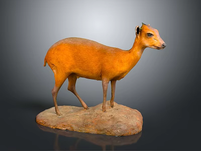 Stuffed Orange Antelope Taxidermy Display on Rock Base with Dark Background 3d model