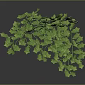 Lush Green Ivy Plant With Vibrant Leaves And Cascading Branches