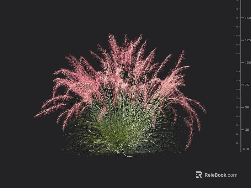 Pink Feathery Ornamental Grass Plant With Green Foliage And Fluffy Blooms 3d model 