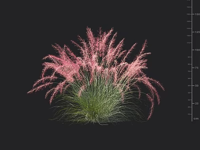 Pink Feathery Ornamental Grass Plant With Green Foliage And Fluffy Blooms 3d model
