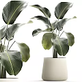 Lush Potted Plant With Large Green Leaves In Modern White Ceramic Pot