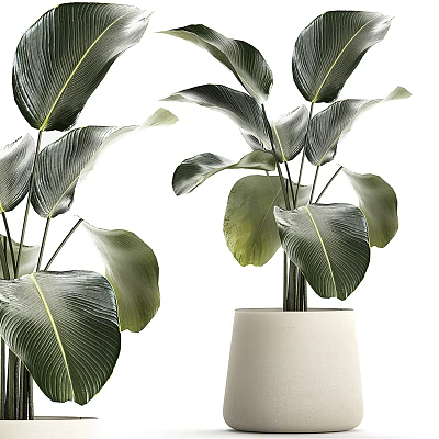 Lush Potted Plant With Large Green Leaves In Modern White Ceramic Pot 3d model