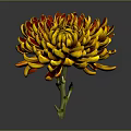 Vibrant Chrysanthemum With Red And Yellow Petals On Dark Background