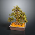 Bonsai Tree With Green Leaves And Brown Trunk In Square Ceramic Pot With Orange Pebbles