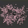 Vibrant Pink Flowering Tree In Full Bloom With Lush Blooms And Petals