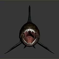Realistic Aquatic Animal Shark 3D Model Showing Open Mouth And Sharp Teeth