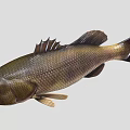 Realistic Brown And Black Fish With Detailed Scales Fins And Tail
