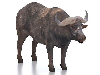 Wildlife Buffalo With Large Horns And Dark Brown Coat Naturally Standing 3d model
