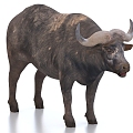 cattle buffalo animals 3d model