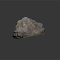 Shell As Biological Organ With Hair Like Layered Texture White Brown