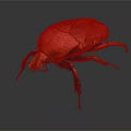 Red Beetle Close Up View With Vibrant Orange Exoskeleton And Black Legs