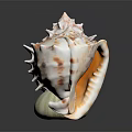 Decorative Seashell Ornament Set With Various Shapes White Green And Brown Spots On Black Surface