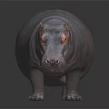 Realistic Gray Hippopotamus Standing On Dark Reflective Surface With Smooth Skin