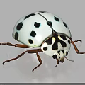 White Ladybug With Black Spots Brown Legs And Gray Background 3d model