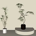 Slender Green Bonsai Potted Plants In White And Black Pots On Beige Background Platform