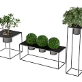 Decorative Bonsai Plants on Black Metal Stands Square Rectangular with Flowering and Round Bush Types