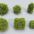 Green Shrubs In Various Trimmed Shapes For Garden Landscaping And Decoration
