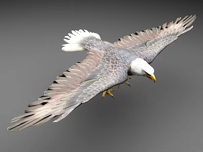 Majestic Bald Eagle Soaring With Spread Gray Wings And White Head 3d model