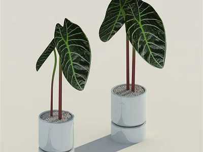 Large Leaf Potted Plants With Red Stems In White Layered Pots And Pebbles 3d model