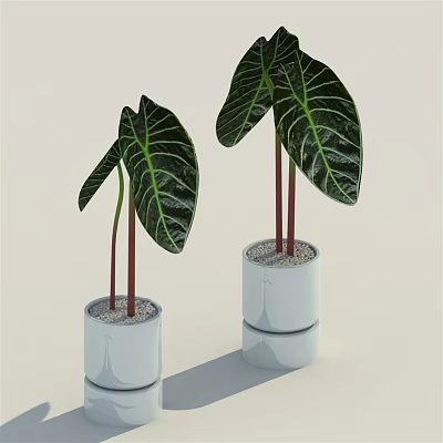 Large Leaf Potted Plants With Red Stems In White Layered Pots And Pebbles 3d model