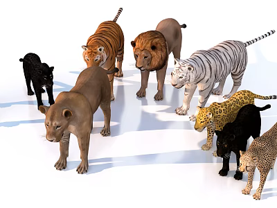 Group of Various Wild Cat Species Including Tigers Lions Leopards and Panthers 3d model