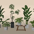 Indoor Bonsai Potted Plants With Various Green Foliage In Different Pots And Small Table