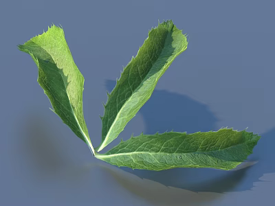 Three Green Leaves With Serrated Edges And Visible Veins On Gray Background 3d model